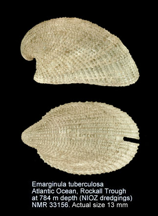 Emarginula tuberculosa.jpg - Emarginula tuberculosaLibassi,1859